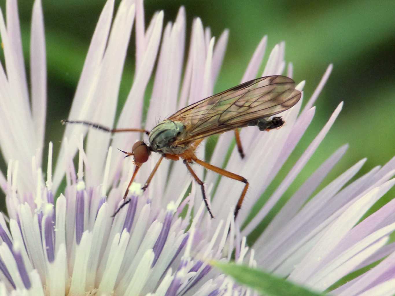 Piccolo Empidiidae